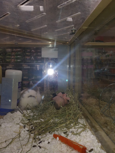 Pet Store «Pet Supermarket, Inc.», reviews and photos, 1938 FL-44 #40, New Smyrna Beach, FL 32168, USA