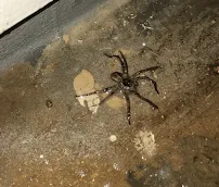 Bug Express Pest Control - Car repair in San Angelo, TX, San Angelo - Rated 4.5/5