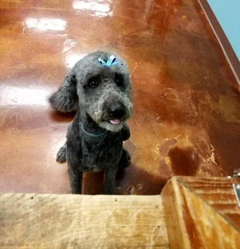 Pet Supply Store «The Natural Dog», reviews and photos, 3708 Lawndale Dr, Greensboro, NC 27455, USA