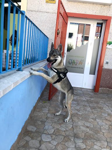 Clínica Veterinaria Jara en Villanueva de Córdoba
