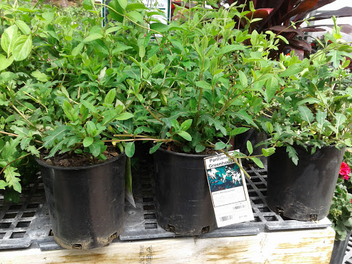 Panhandle Greenhouses