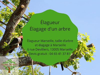 Élagueur Marseille, taille d’arbre et élagage à Marseille à Marseille