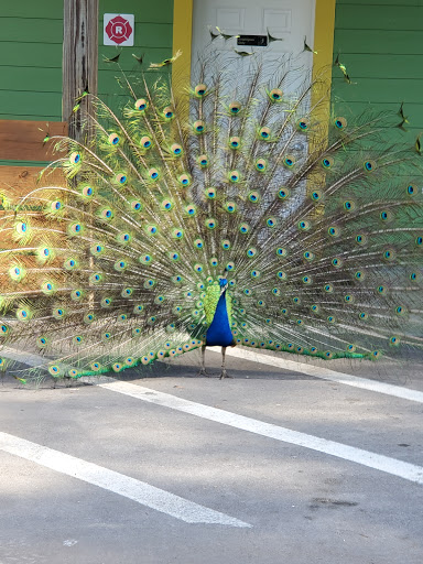 Theme Park «TreeHoppers Aerial Adventure Park», reviews and photos, 27839 St Joe Rd, Dade City, FL 33525, USA