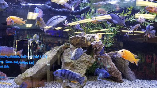 Tropical Fish Store «Premier Aquatics», reviews and photos, 1801 Roswell Rd, Marietta, GA 30062, USA