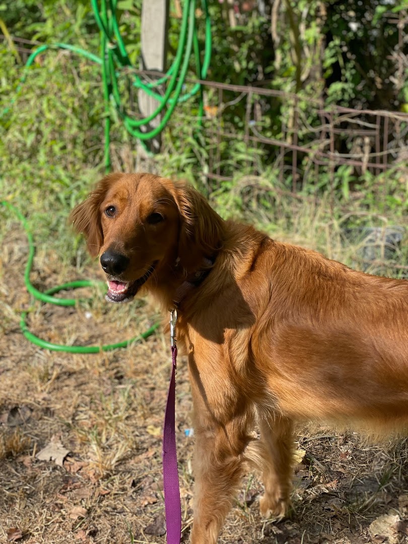 Harmonious Hounds Dog Training