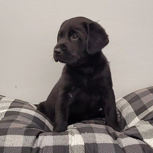 Pet Store «PV Pets», reviews and photos, 233 S Broadway, Pennsville, NJ 08070, USA