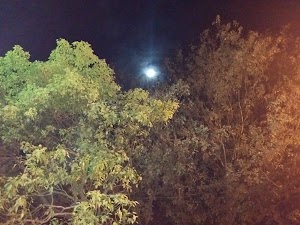 Foisia Park - photo 36