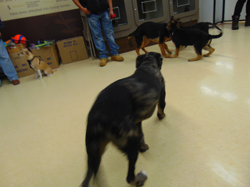 Pet Supply Store «Petco Animal Supplies», reviews and photos, 86 Storrs Rd, Mansfield Center, CT 06250, USA