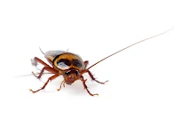 Insecta Exterminating - Car repair in , Jacksonville - Rated 5.0/5