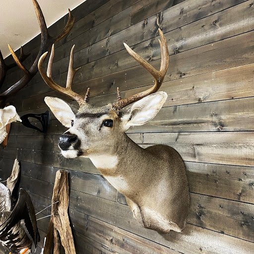 Graves Taxidermy LLC