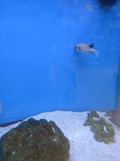 Pet Store «Odd Lot Pet Shop», reviews and photos, 7769 S Harlem Ave, Bridgeview, IL 60455, USA