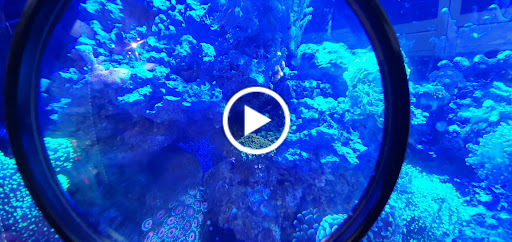 Tropical Fish Store «Barrier Reef Aquariums», reviews and photos, 1717 NE 44th St # A, Renton, WA 98056, USA