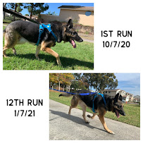 The Fittest Dog - Photo 4 - Car repair in , Carlsbad