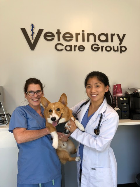 Veterinary Care Group - Little Neck