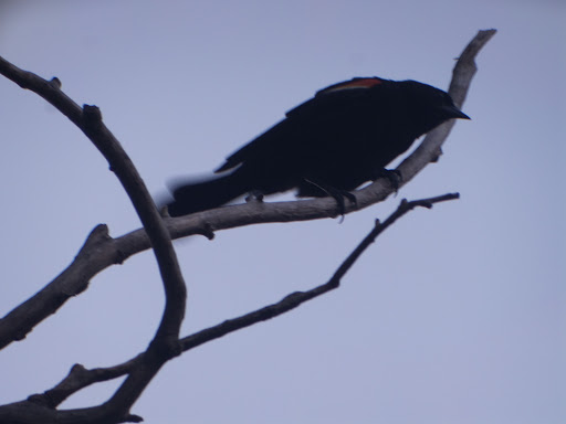 Park «Marquette Park», reviews and photos, 6743 S Kedzie Ave, Chicago, IL 60629, USA