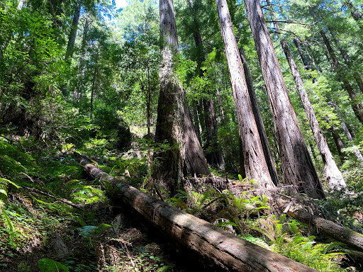 Canopy View to Lost Creek to Fern Creek Trails Loop