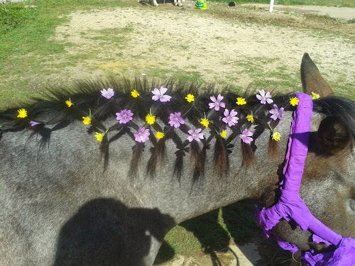 Centre Equestre Mejannes le Clap à Méjannes-le-Clap