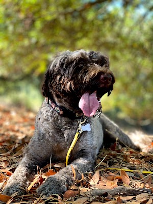 Anthony Chabot Regional Park - photo 48