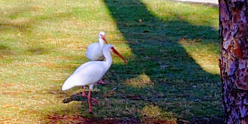 Private Golf Course «Adios Golf Course», reviews and photos, 7740 NW 39th Ave, Coconut Creek, FL 33073, USA