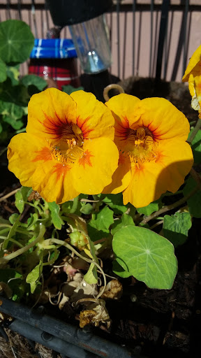 Book Store «Pipe & Thimble Bookstore», reviews and photos, 24830 Narbonne Ave, Lomita, CA 90717, USA