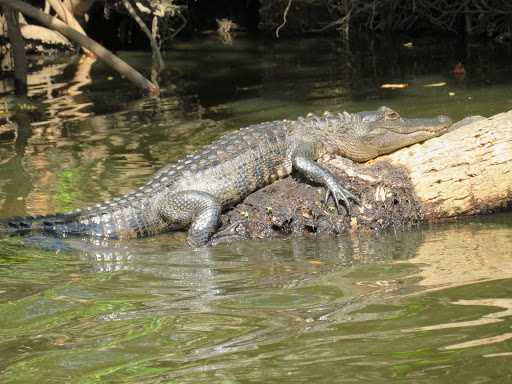 Boat Tour Agency «River Lilly Cruises», reviews and photos, 500 E Prima Vista Blvd, Port St Lucie, FL 34983, USA