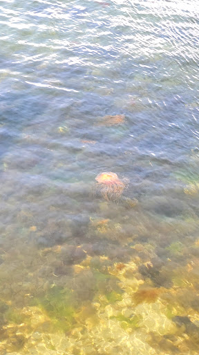 Tourist Attraction «Blithewold Mansion, Gardens & Arboretum», reviews and photos, 101 Ferry Rd, Bristol, RI 02809, USA