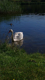 Photo n°6 de Anse de Kerhuon à Le Relecq-Kerhuon ()