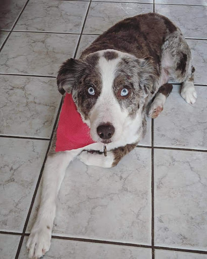 Pet Groomer «All About Dogs & Cats», reviews and photos, 16345 MN-65, Ham Lake, MN 55304, USA