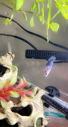 Pet Supply Store «Pet Supplies Plus», reviews and photos, 30450 Lakeshore Blvd, Willowick, OH 44095, USA