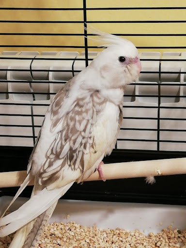 Clínica Veterinaria Colmevet en bis