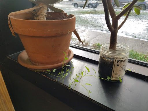 Coffee Shop «RoosRoast Coffee», reviews and photos, 1155 Rosewood St b, Ann Arbor, MI 48104, USA