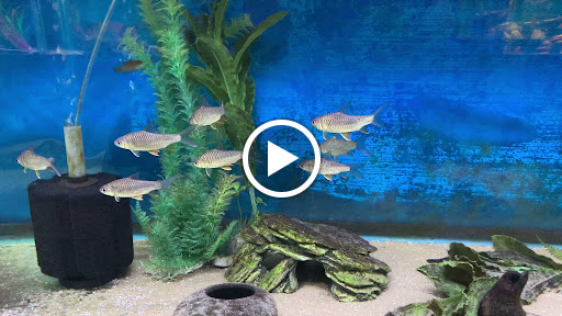 Pet Store «World of Wet Pets», reviews and photos, 8542 SW Apple Way, Portland, OR 97225, USA