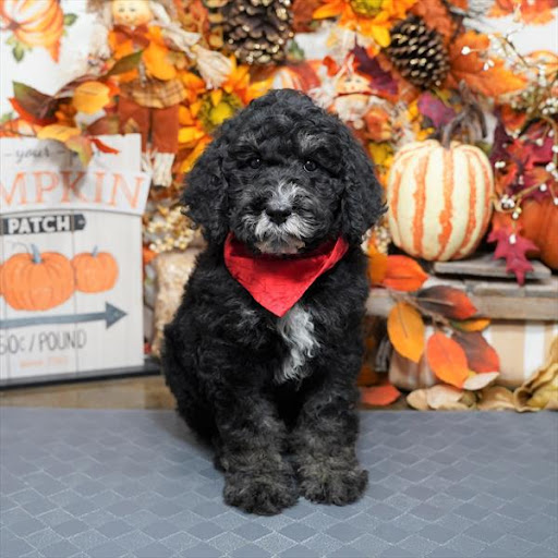 Pet Store «Pet Planet», reviews and photos, 11968 S Redwood Rd, Riverton, UT 84065, USA