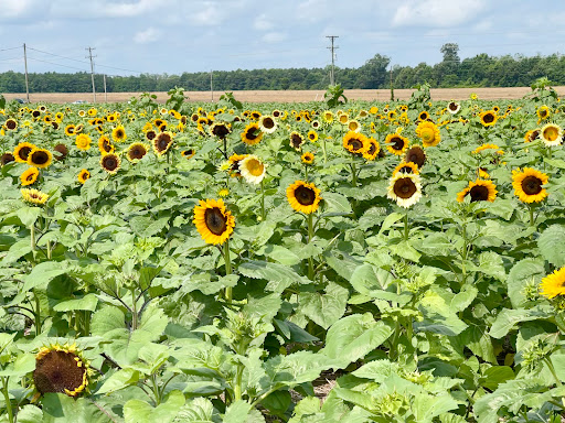 Fruit and Vegetable Store «Henley Farm», reviews and photos, 3513 Charity Neck Rd, Virginia Beach, VA 23456, USA