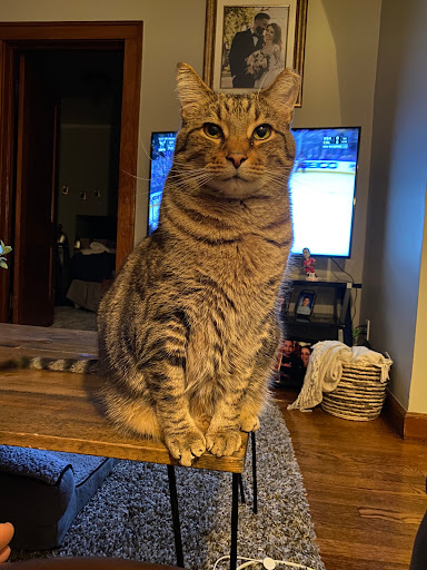 Pet Supply Store «Pet Supplies Plus», reviews and photos, 15060 Eureka Rd, Southgate, MI 48195, USA