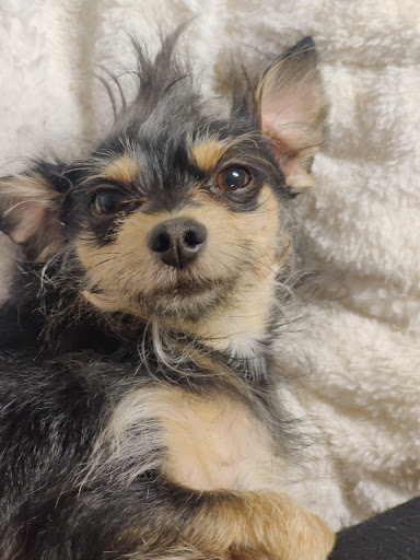 Dog Day Care Center «K9 Behavior UT, LLC», reviews and photos, 1458 Main St, Salt Lake City, UT 84115, USA