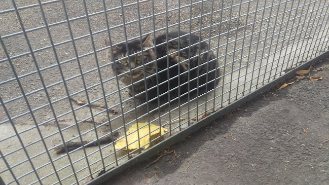 Rezensionen über Società Protezione Animali Bellinzona SPAB (Parco dei Gatti) in Bellinzona - Spa