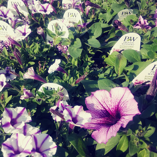 Produce Market «Stauffer Fruit Stand», reviews and photos, RR 663, Pennsburg, PA 18073, USA