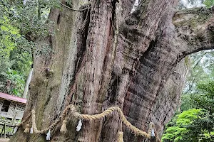 Sugi no Osugi (Giant Cedar Tree) image