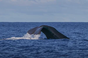 OceanEmotion Azores Whale Watching image
