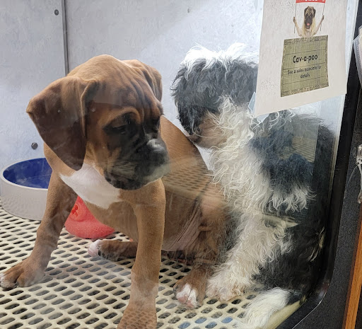 Pet Supply Store «Pet City», reviews and photos, 1710 Briargate Blvd, Colorado Springs, CO 80920, USA