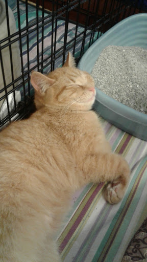 Pet Supply Store «PetSmart», reviews and photos, 5226 S College Rd, Wilmington, NC 28412, USA