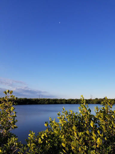 Nature Preserve «Mobbly Bayou Wilderness Preserve», reviews and photos, 423 Lafayette Blvd, Oldsmar, FL 34677, USA