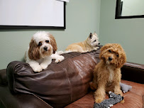 Pet Resort in The Gardens - Photo 3 - Car repair in Arlington, TX, Fort Worth