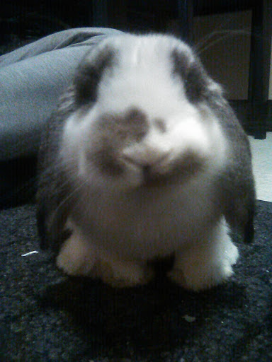 Pet Supply Store «Pets Plus», reviews and photos, 123 Nashua Rd #7, Londonderry, NH 03053, USA