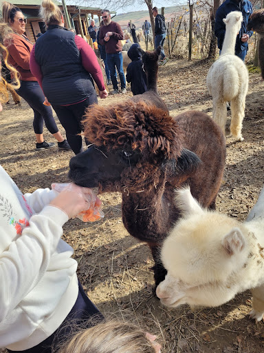 Boutique «Alpacas of the Heartland LLC», reviews and photos, 7016 County Rd 39, Fort Calhoun, NE 68023, USA
