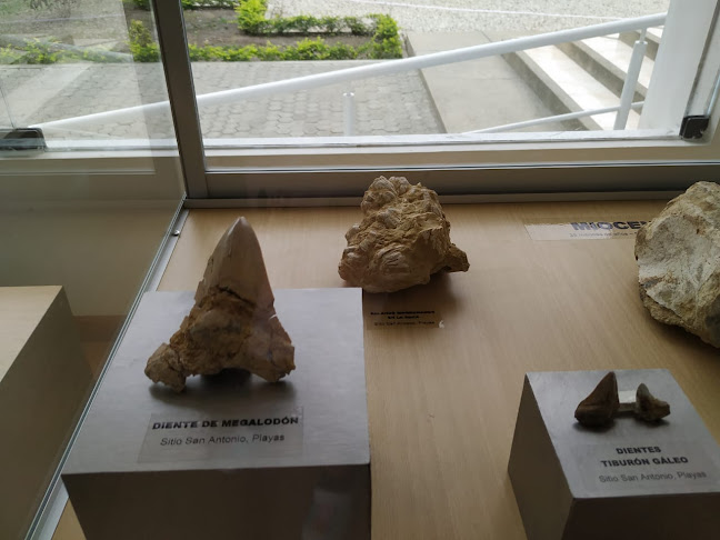 Comentarios y opiniones de Museo Paleontológico Megaterio
