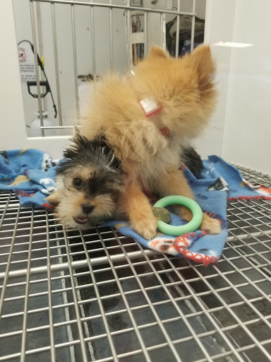 Pet Store «Petland Las Vegas», reviews and photos, 8800 W Charleston Blvd #3, Las Vegas, NV 89145, USA