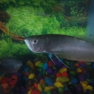 Jbl Aquarium Decorators photo