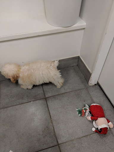 Pet Store «Just Puppies Inc», reviews and photos, 2004 Veirs Mill Rd, Rockville, MD 20851, USA